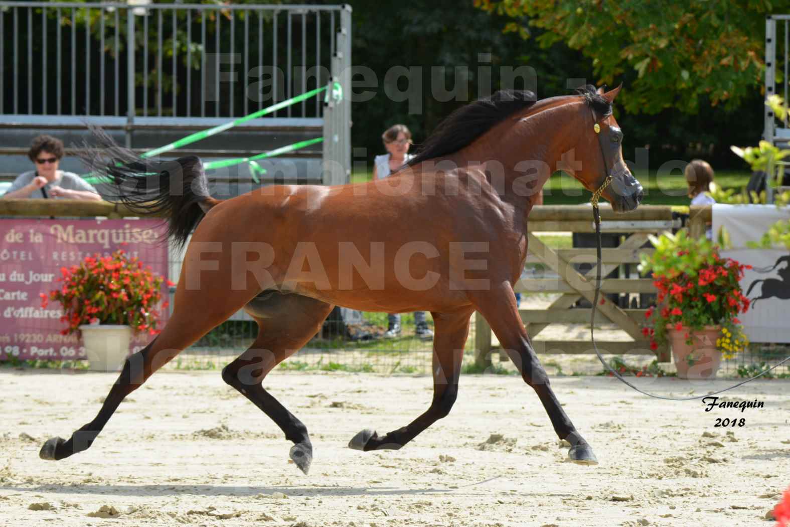 Championnat de FRANCE de chevaux Arabes à Pompadour en 2018 - LAZEEZ AL SHAHANIA - 16