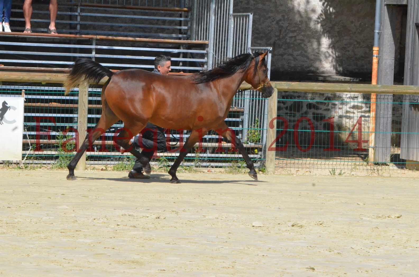 Championnat de FRANCE 2014 - Amateurs - KAL'ELLE D'ELHORIA - 69