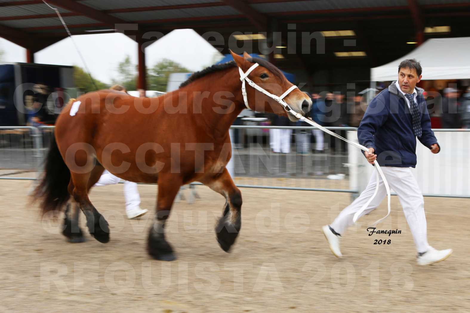 Concours Régional OCCITANIE de chevaux de traits à REQUISTA - COMETE DE GRILLOLES - 3