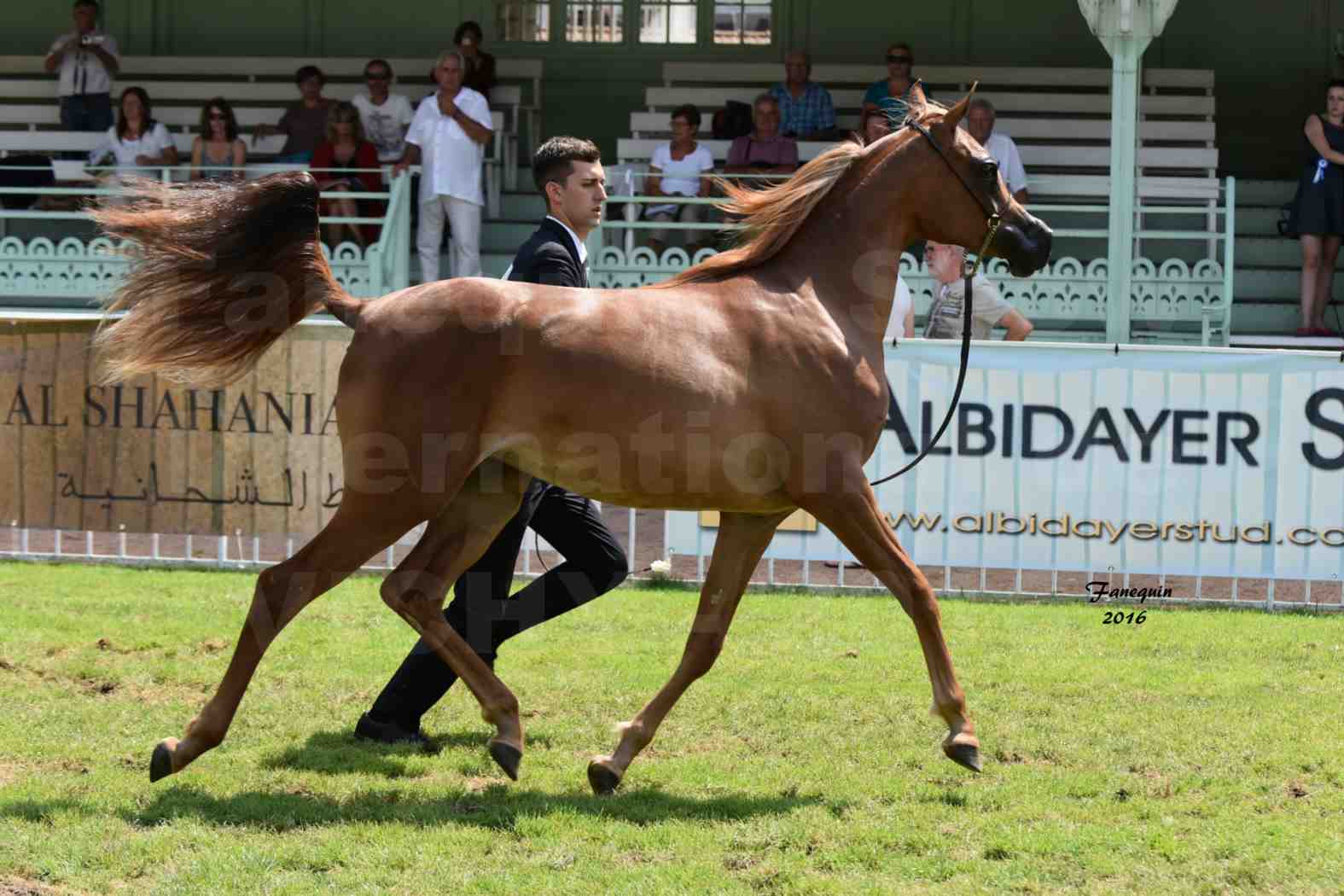 International Arabian Horse Show B de VICHY 2016 - JA FALAENE - Notre Sélection - 03