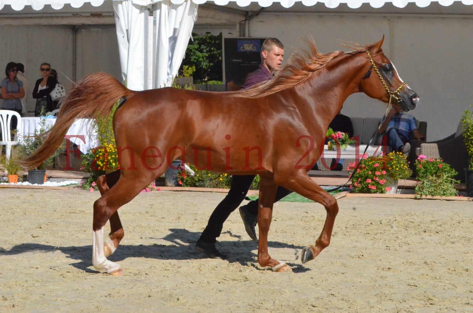 Championnat de FRANCE 2014 - Amateurs - SELECTO IBN SAMAWI - 041