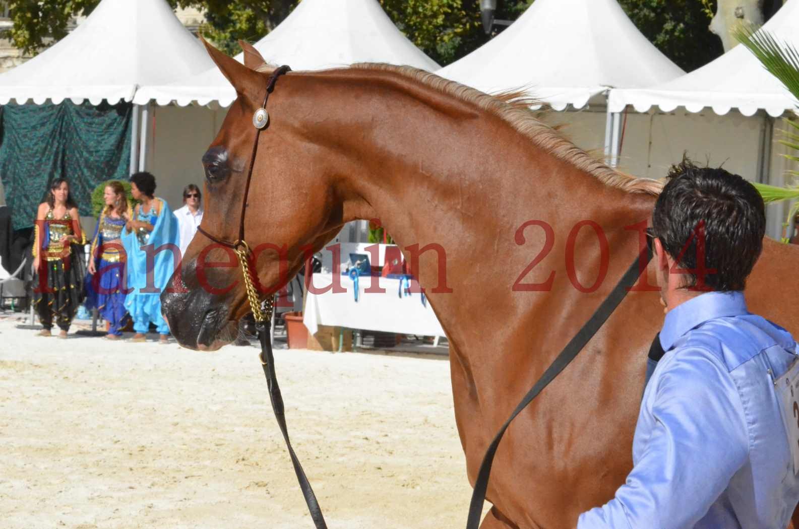 Concours National de Nîmes de chevaux ARABES 2014 - Championnat - MASSAI DE BARREL - 67