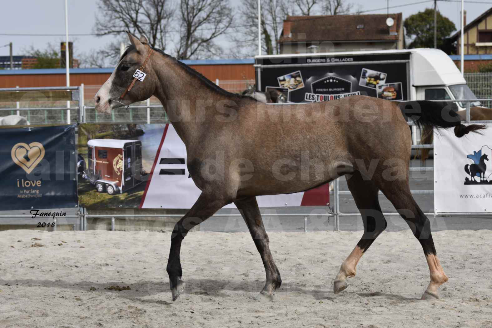 Concours d'élevage de Chevaux Arabes - D. S. A. - A. A. - ALBI les 6 & 7 Avril 2018 - FLORIA DU PUECH - Notre Sélection 02