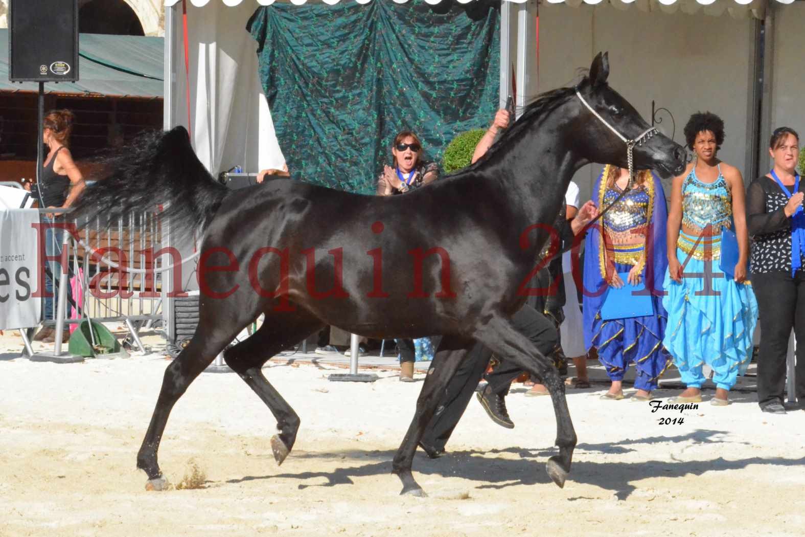 Concours National de Nîmes de chevaux ARABES 2014 - Notre Sélection - COLKAZEENIA DU SOLEIL - 1