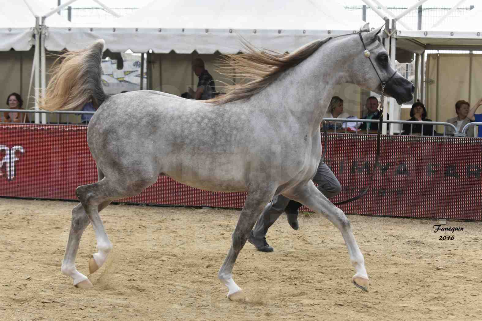 Championnat du pur-sang arabe de la Méditerranée et des pays arabes - MENTON 2016 - ALEXXANDERR - Notre Sélection - 12