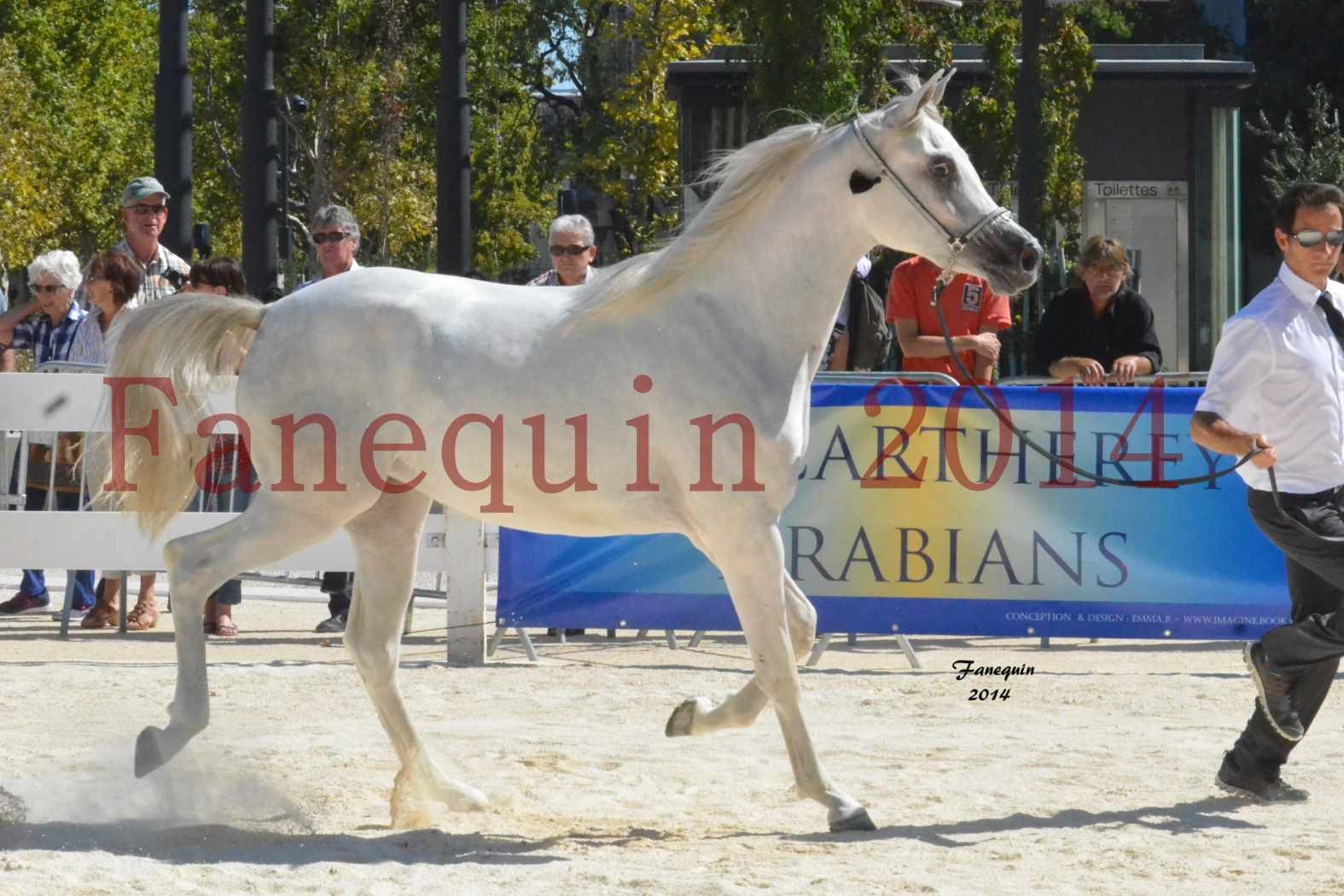 Concours National de Nîmes de chevaux ARABES 2014 - ENVY ETERNITY - 15