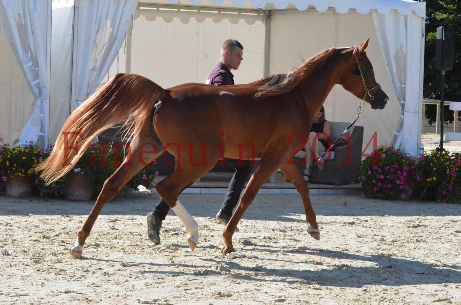 Championnat de FRANCE 2014 - Amateurs - SELECTO IBN SAMAWI - 030