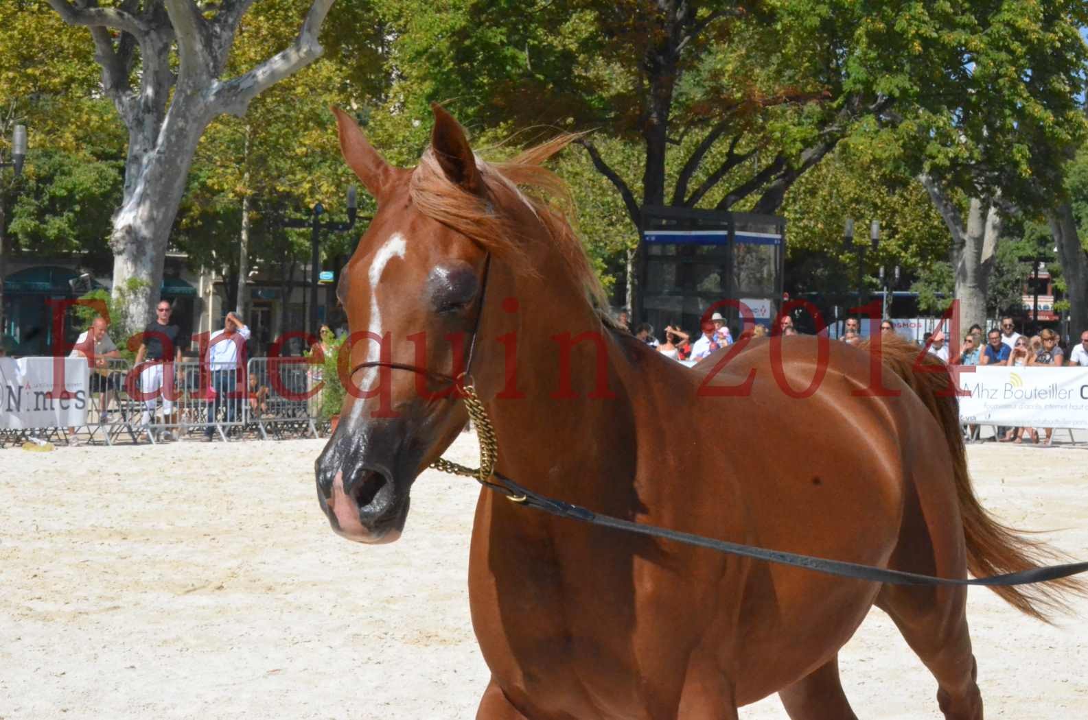 Concours National de Nîmes de chevaux ARABES 2014 - Championnat - MASSAI DE BARREL - 35