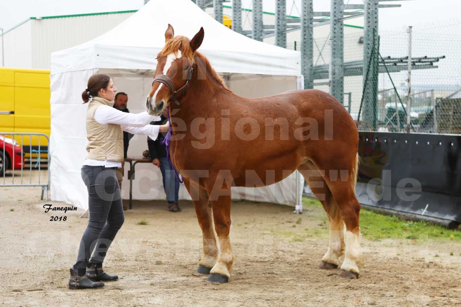 Concours Régional "OCCITANIE" de Chevaux de Traits à REQUISTA en 2018 - GLYCINE 5 - 1