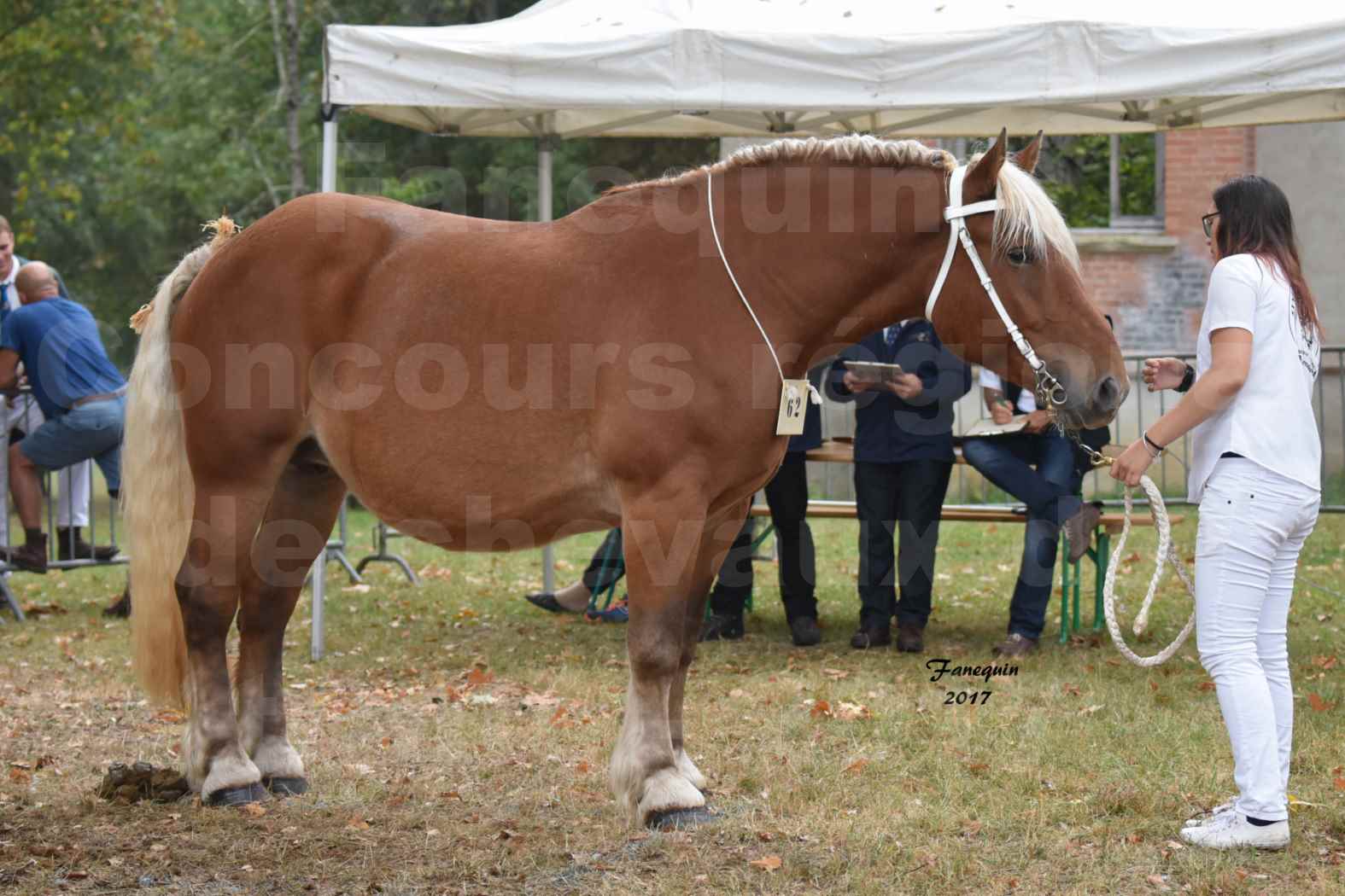 Concours Régional de chevaux de traits en 2017 - Jument & Poulain Trait COMTOIS - DAKOTA DU GARRIC - 01