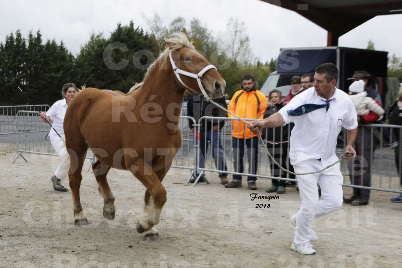 Concours Régional "OCCITANIE" de Chevaux de Traits à REQUISTA en 2018 - HIRONDELLE DU SOIR - 3