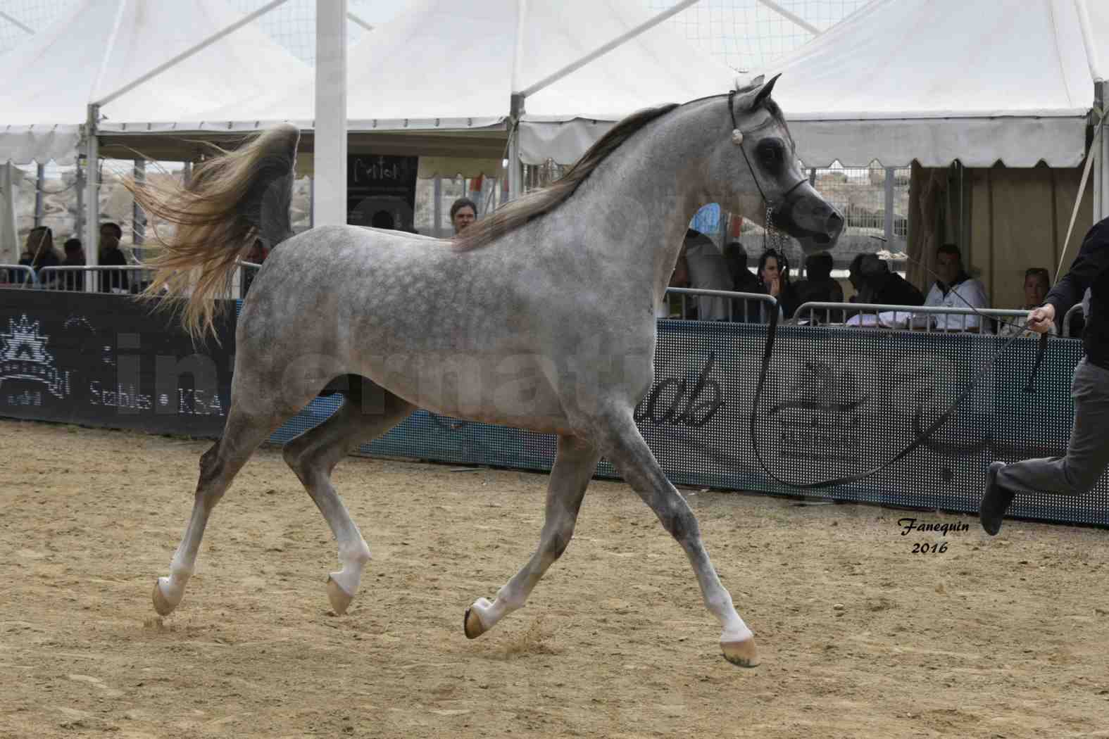 Championnat du pur-sang arabe de la Méditerranée et des pays arabes - MENTON 2016 - ALEXXANDERR - Notre Sélection - 09