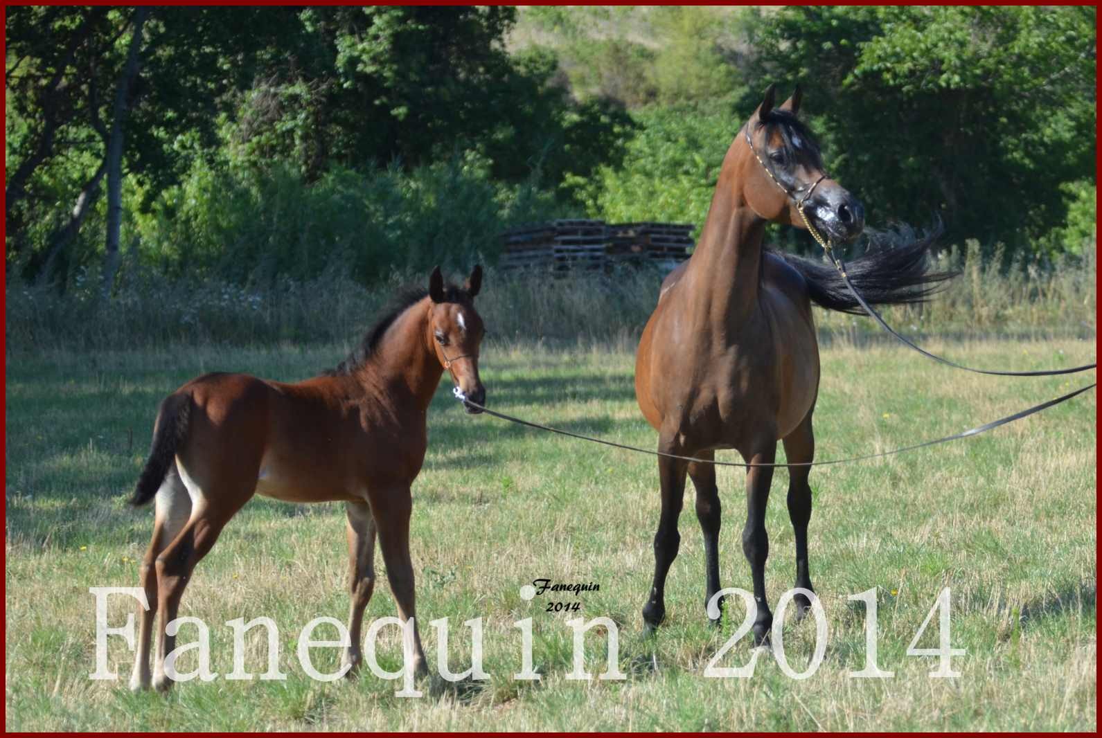 Domaine de LAMARRE - Jument ARABE Baie - SW ANGELIKA et son poulain MC BARAK - 2