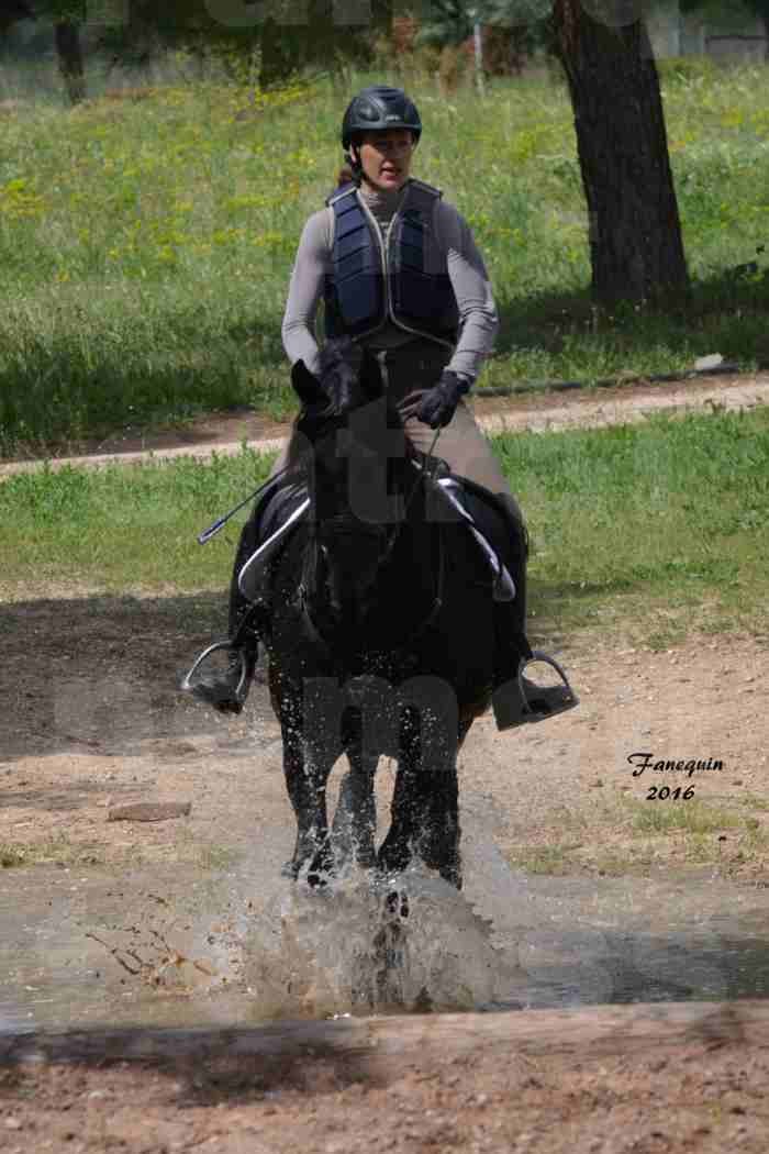 Elevage ARABOFRISON de Noémie CHARNAY - Étalon ARABOFRISON - ARDAN DU BELIER - 106