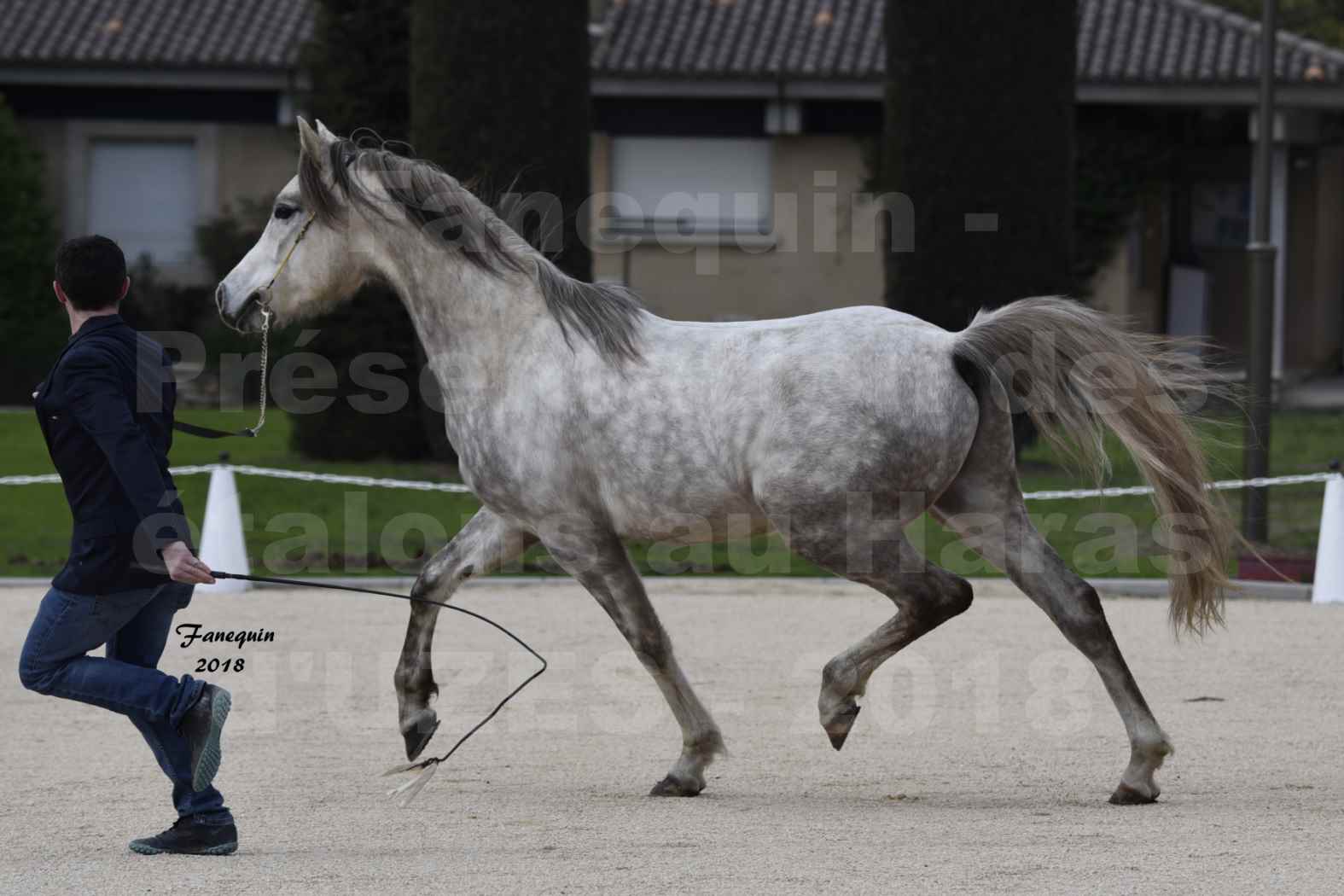 Présentation d’Étalons au Haras d'UZES 2018 - XXXX - notre sélection - en main - 2