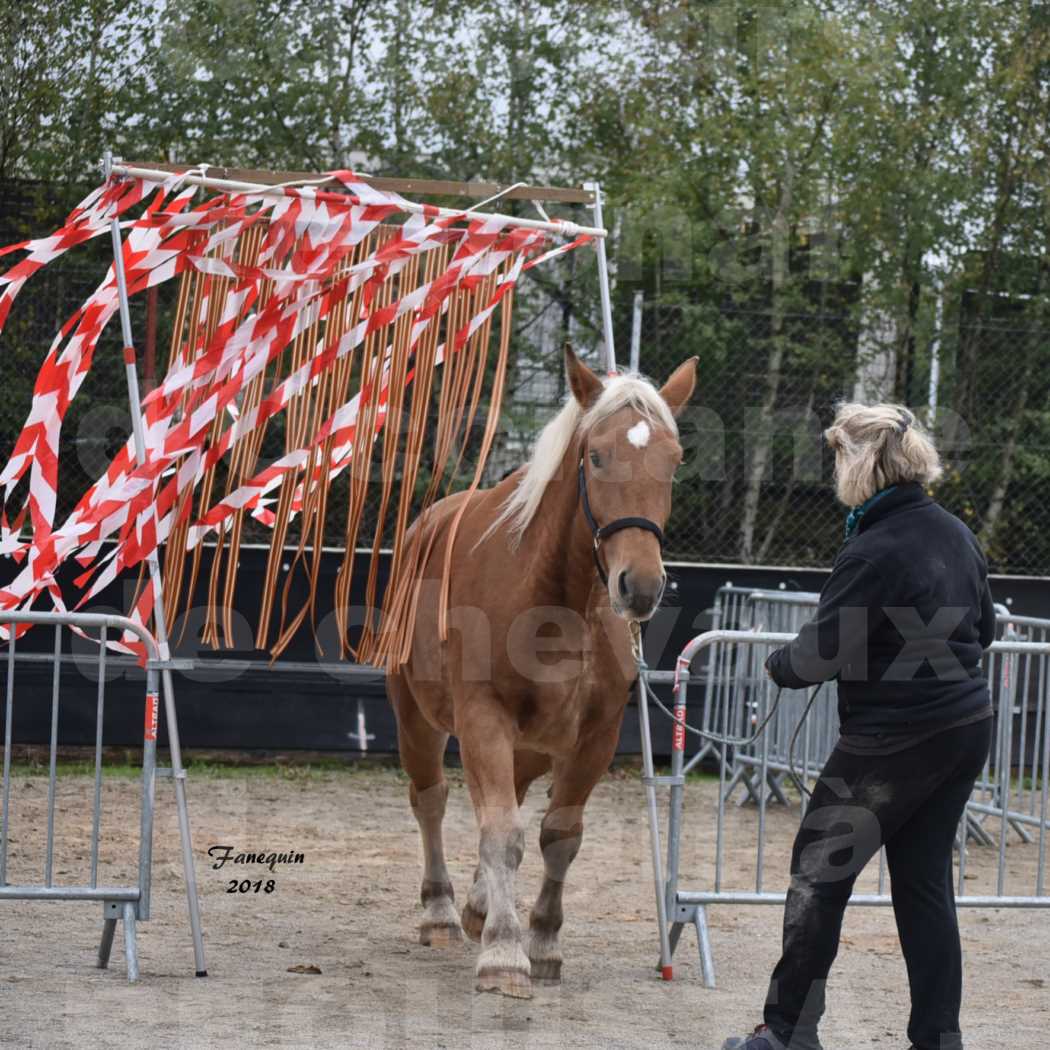 Concours Régional "OCCITANIE" de Chevaux de Traits à REQUISTA en 2018 - Concours Label Loisirs - GASPARINE 3 - 4