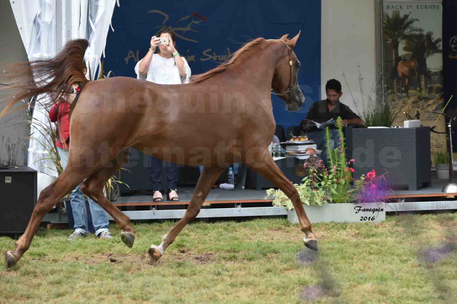 International Arabian Horse Show B de VICHY 2016 - PEARL DE DJOON - Notre Sélection - 39