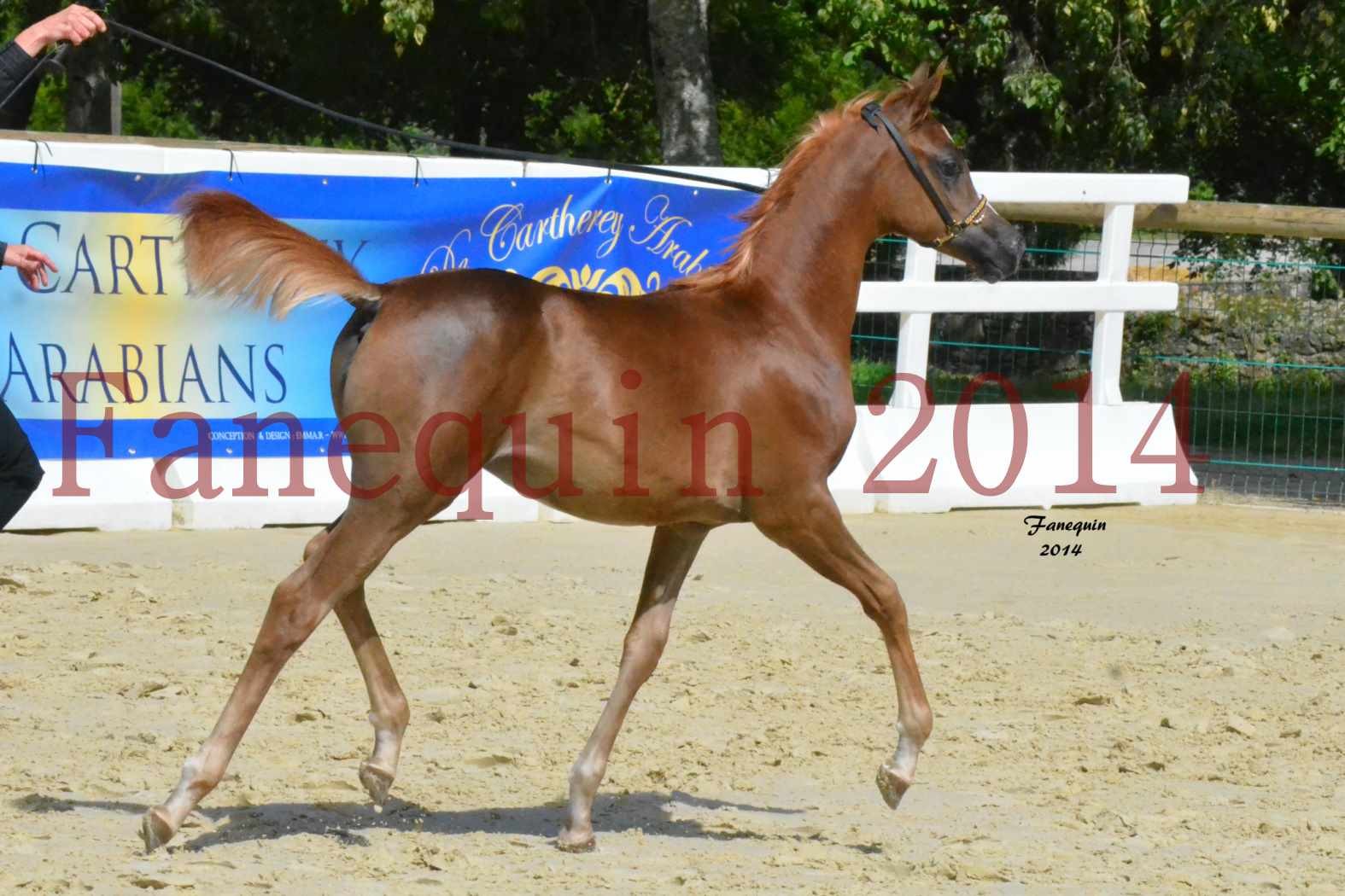 CHAMPIONNAT DE FRANCE 2014 A POMPADOUR - Notre Sélection - TSAR KENZA - 10