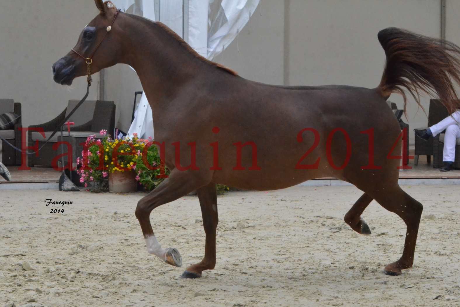 CHAMPIONNAT DE FRANCE 2014 A POMPADOUR - Notre Sélection - BADI'AH DE CARTHEREY - 12