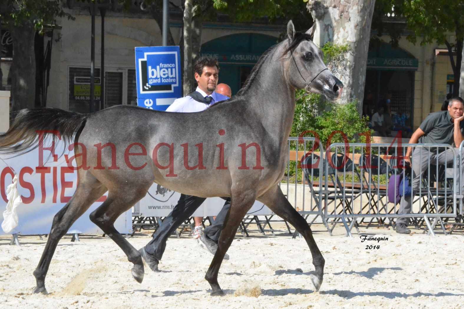 Concours National de Nîmes de chevaux ARABES 2014 - Notre Sélection - JOSEPH'S BOUZIOLS - 09