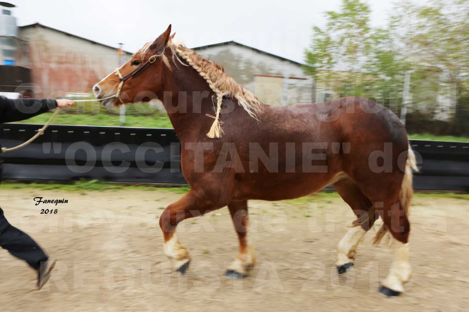 Concours Régional "OCCITANIE" de Chevaux de Traits à REQUISTA en 2018 - GENEREUSE DE LA NOE - 6