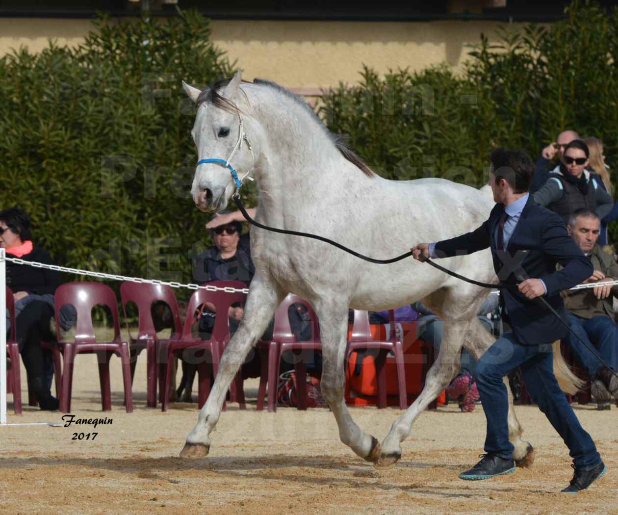 Présentation d’Étalons aux Haras d'UZES - Présentation en main - GALBI BELFINA - 5