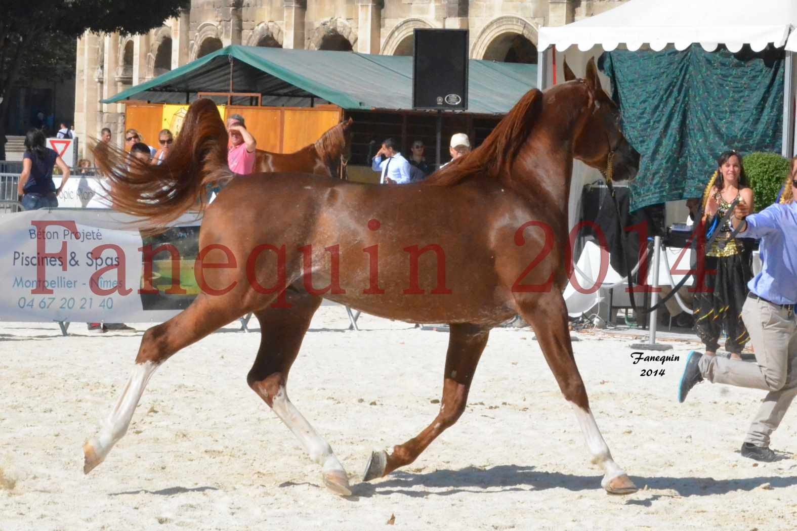 Concours National de Nîmes de chevaux ARABES 2014 - Notre Sélection - AINHOA LE BASQUE - 2