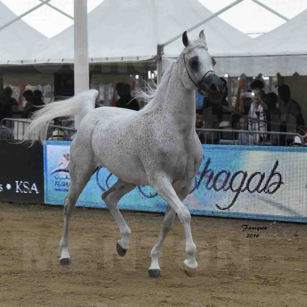 Championnat du pur-sang arabe de la Méditerranée et des pays arabes - MENTON 2016 - MAGIC MA CHERIE - Notre Sélection - 06