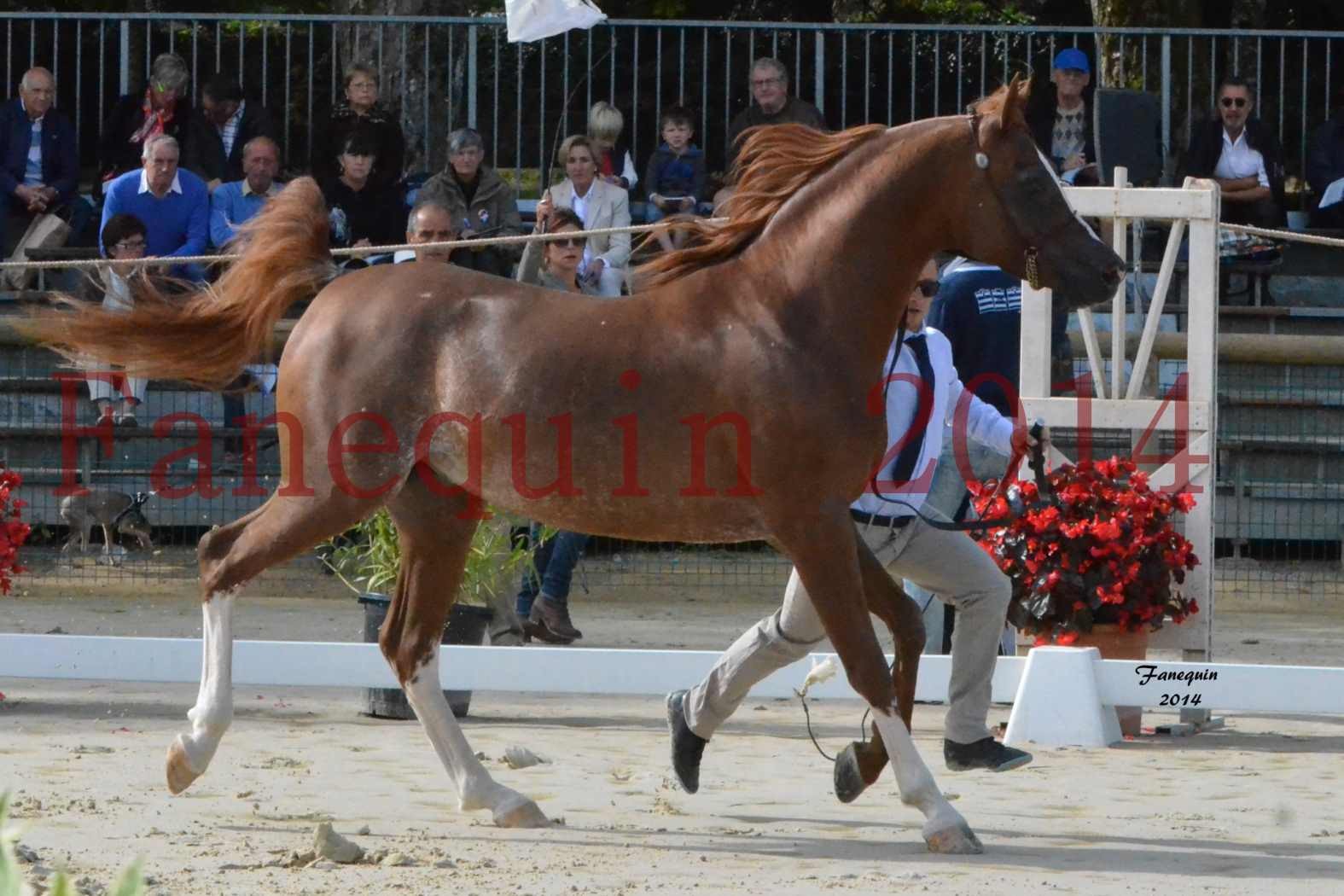 CHAMPIONNAT DE FRANCE 2014 A POMPADOUR - Notre Sélection - AINHOA LE BASQUE - 1