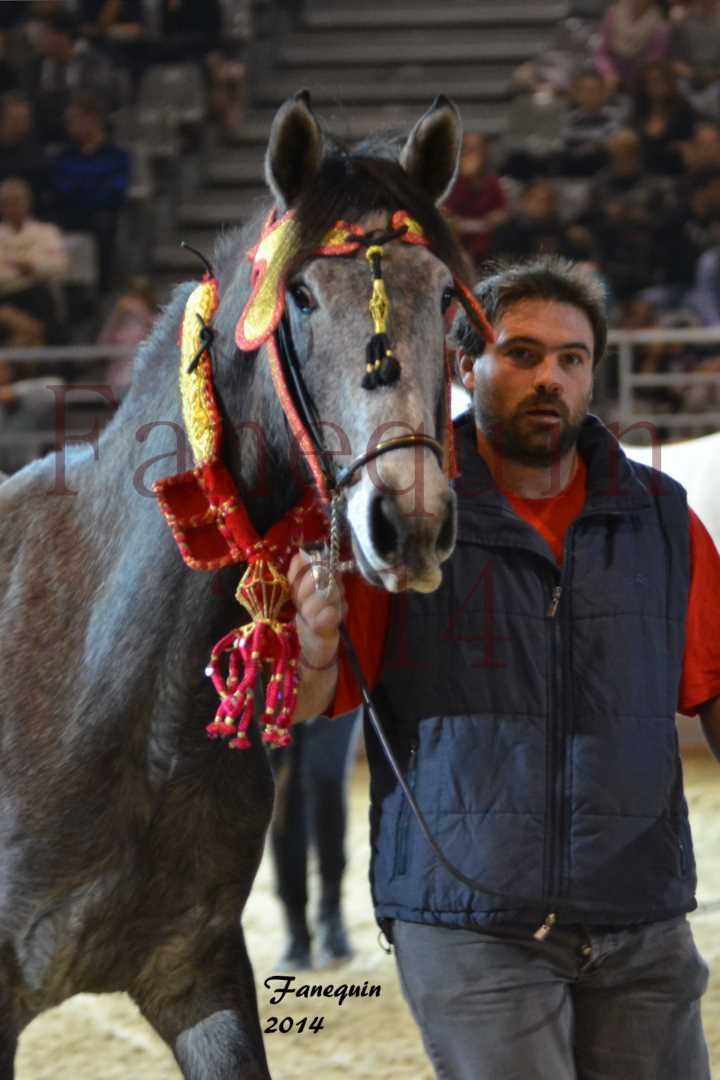 Show des races - Chevaux BARBE 37