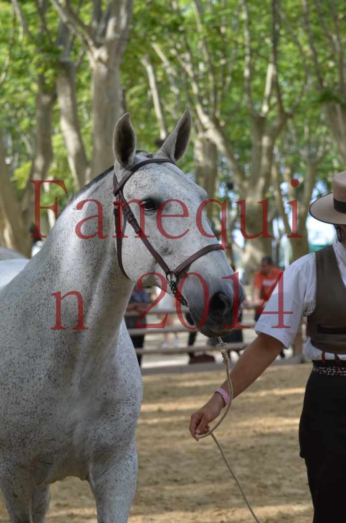 Portraits Chevaux Elevage RONCHAIL-04