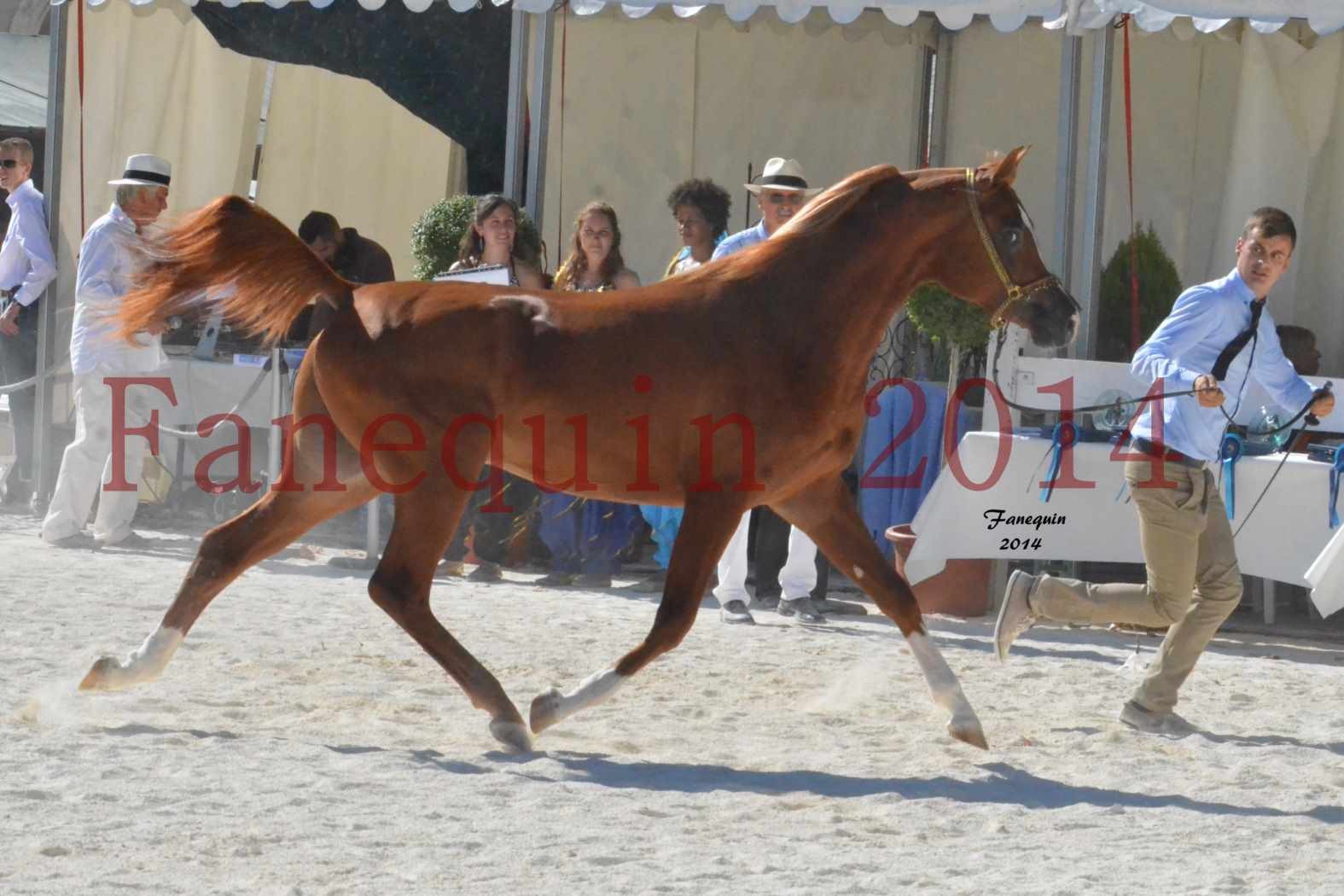 Concours National de Nîmes de chevaux ARABES 2014 - Notre Sélection - DZHARI NUNKI - 09