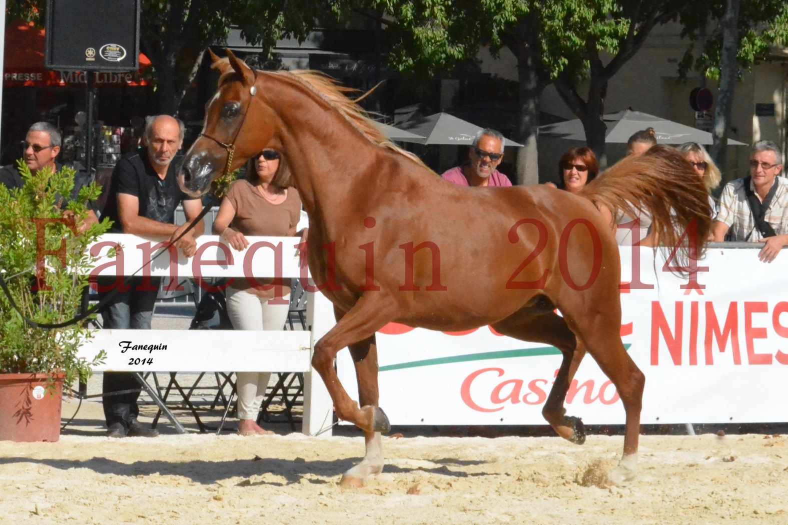 Concours National de Nîmes de chevaux ARABES 2014 - Notre Sélection - MASSAI DE BARREL - 10