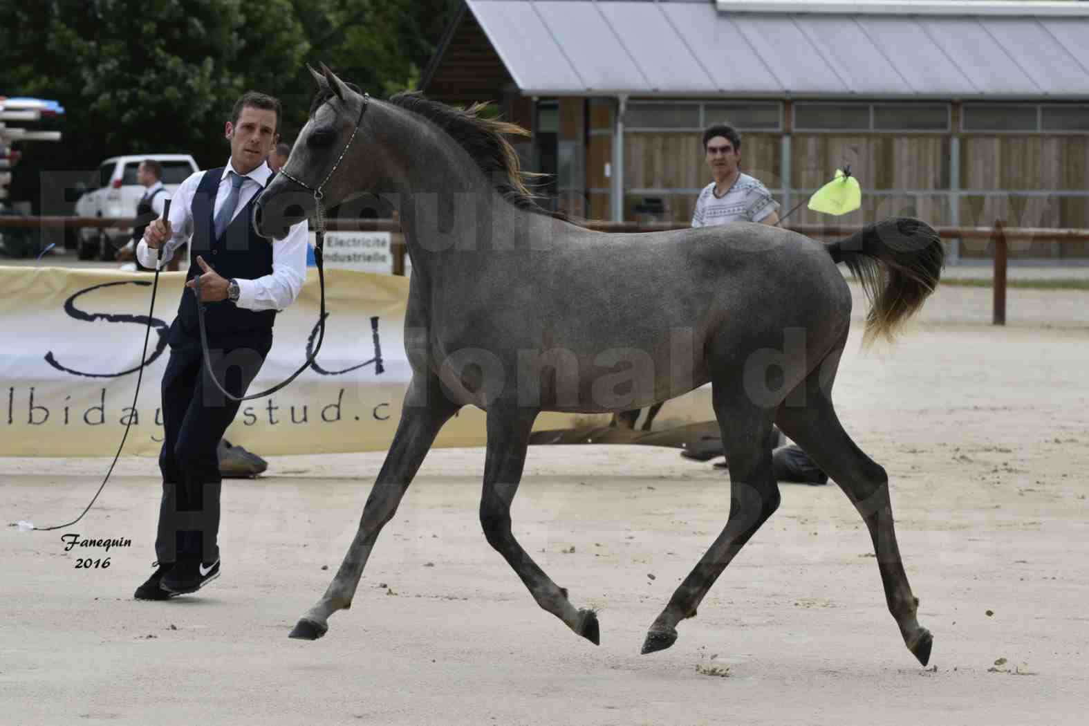 Show national de chevaux arabes de CHAZEY sur AIN 2016 - NM HACINA - Notre Sélection - 02