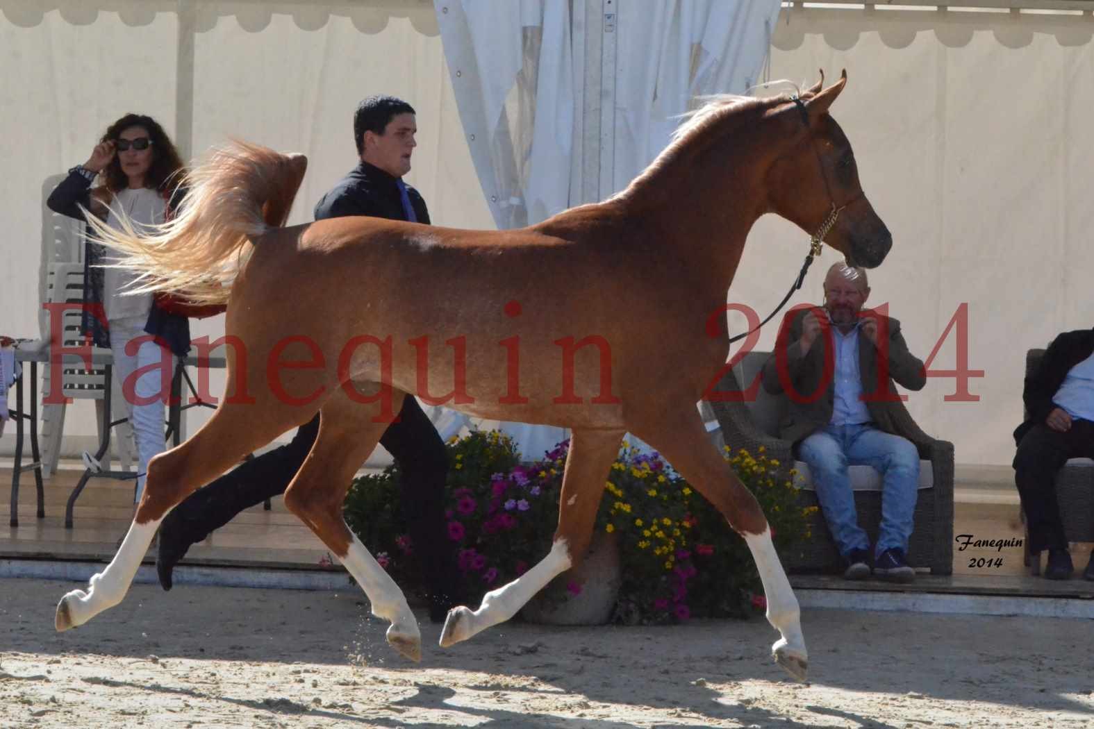 CHAMPIONNAT DE FRANCE 2014 A POMPADOUR - Amateur - SHAMIR DES AUBUS - 2