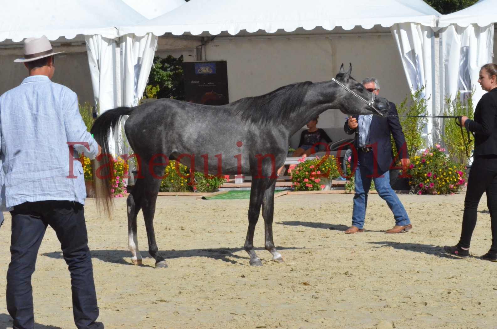 Championnat de FRANCE 2014 - Amateurs - CHTI KAID D'AUBIN - 43