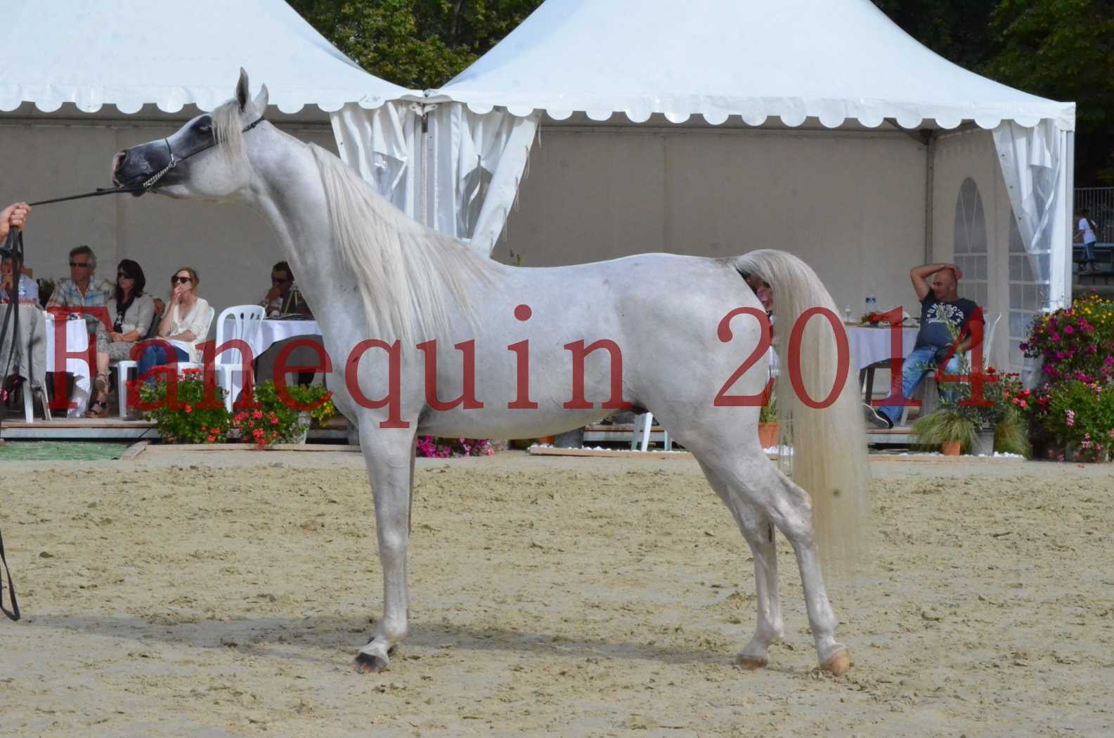 CHAMPIONNAT DE FRANCE 2014 A POMPADOUR - Championnat - FA STARLIGHT - 10