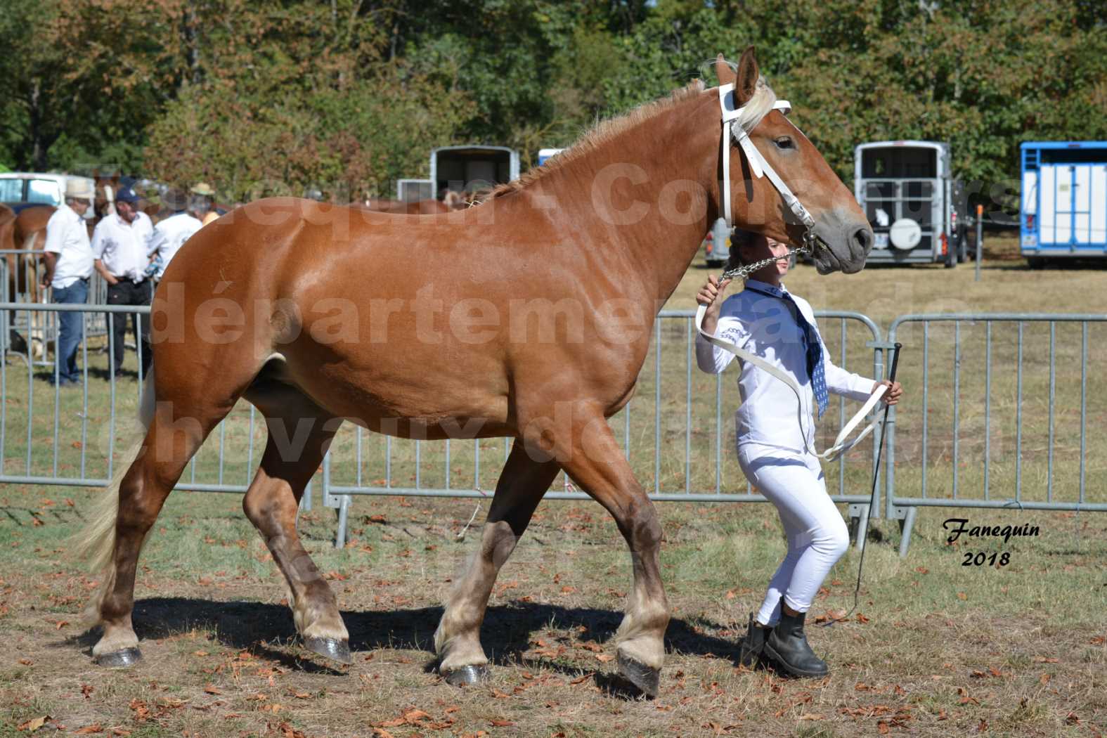 Concours départemental de chevaux de traits à GRAULHET en 2018 - Elevage POUJADE - Notre Sélection - 09