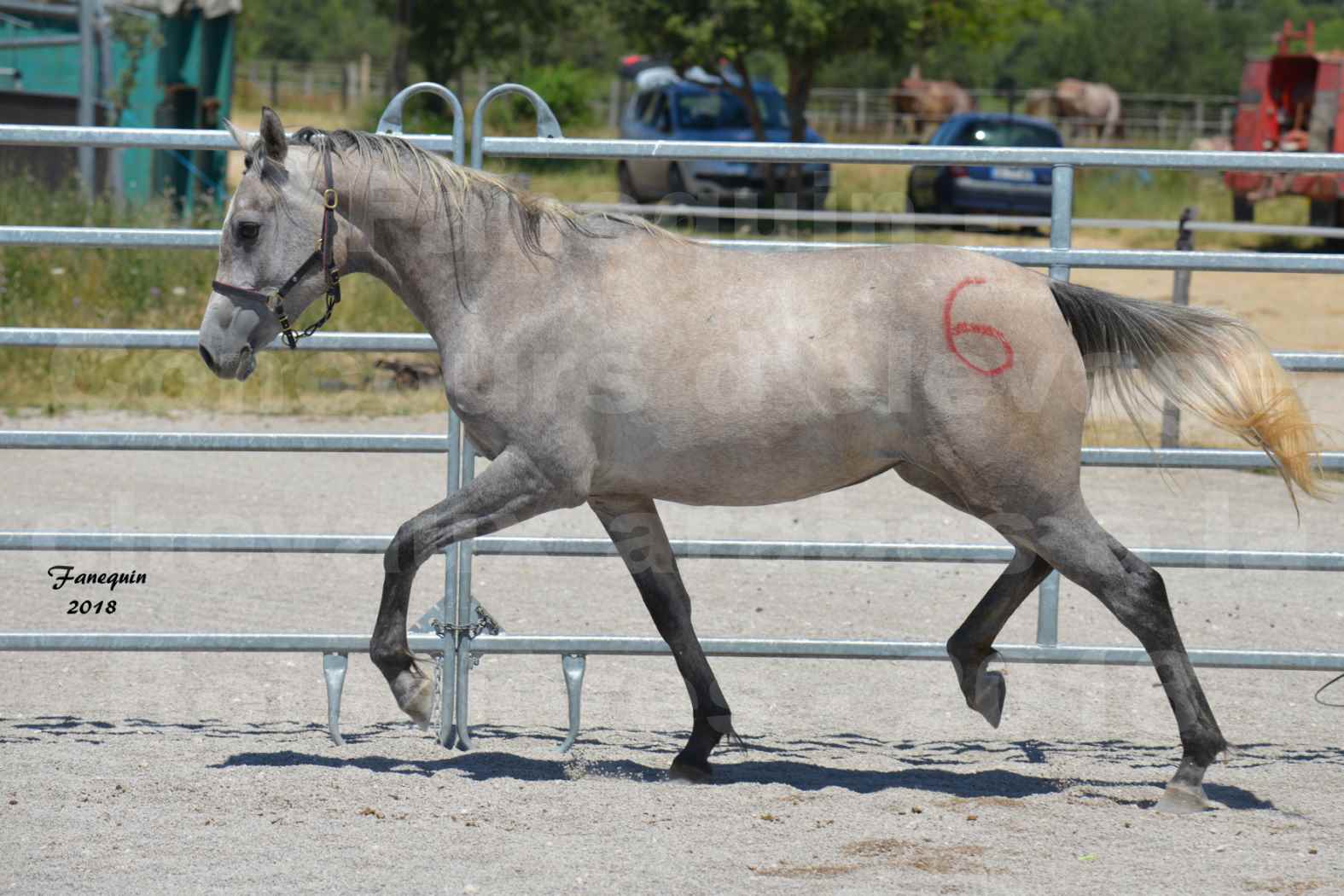 Concours d'Elevage de chevaux Arabes  le 27 juin 2018 à la BOISSIERE - GAZAK D'AURIERES - 06