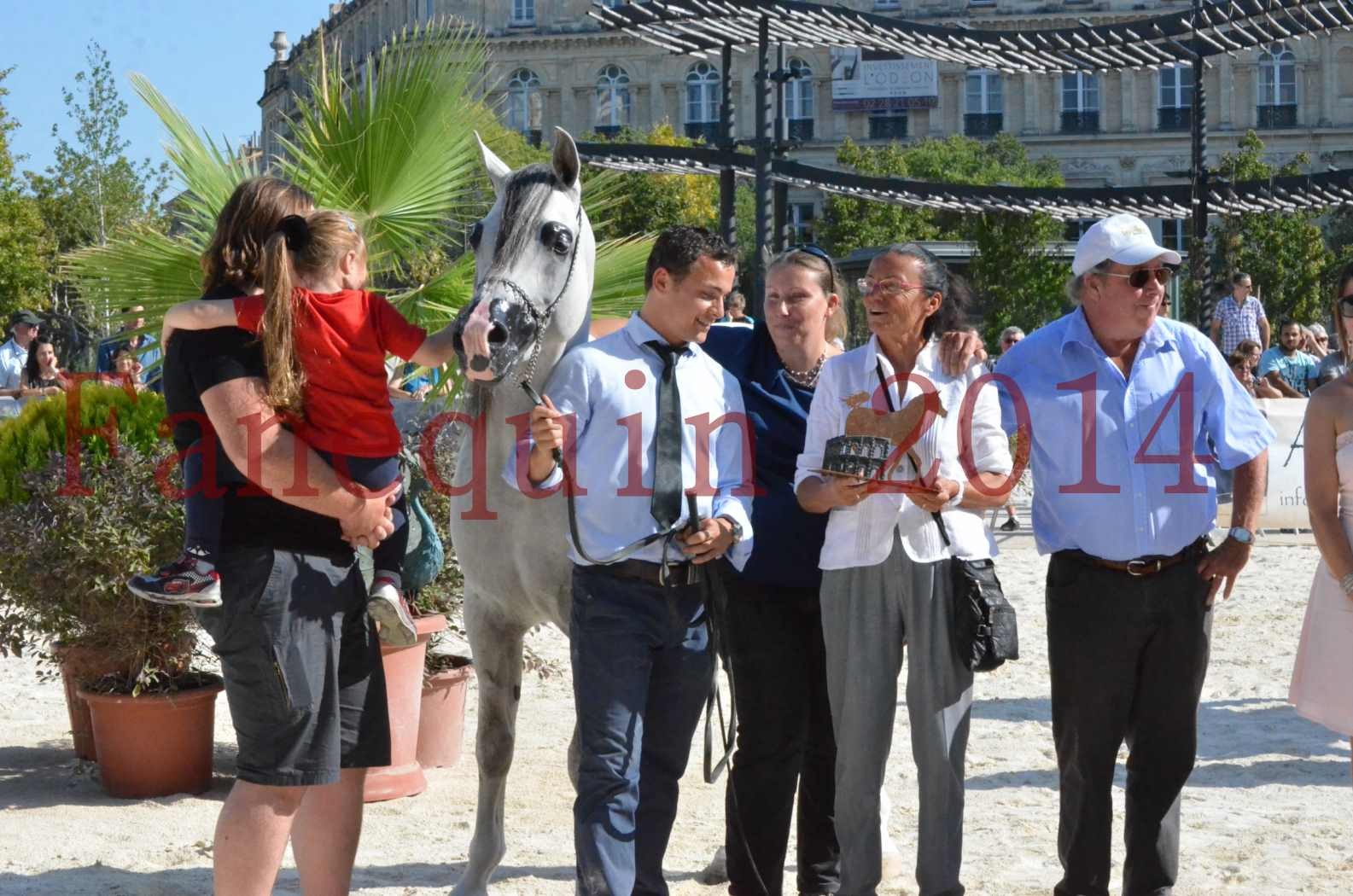 Concours National de Nîmes de chevaux ARABES 2014 - Championnat - SHAOLIN DE NEDJAIA - 47