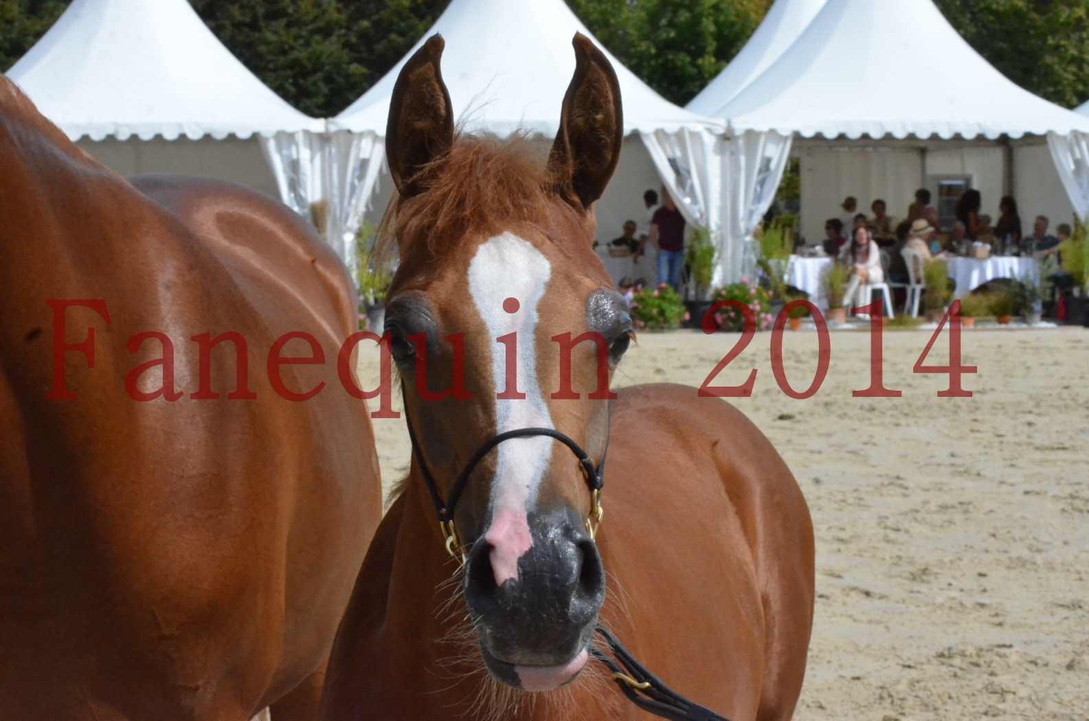 ﻿CHAMPIONNAT DE FRANCE 2014 A POMPADOUR - Championnat - KINSHASA JA - 56