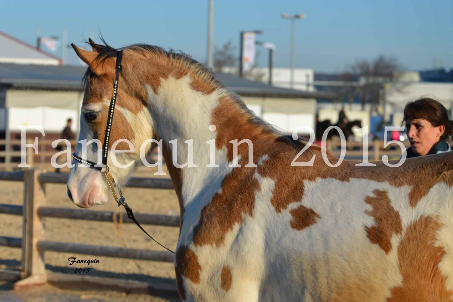 Cheval Passion 2015 - DSA (Demi Sang Arabe) - DARADHJA DU GRANDVAL - Portraits - 02