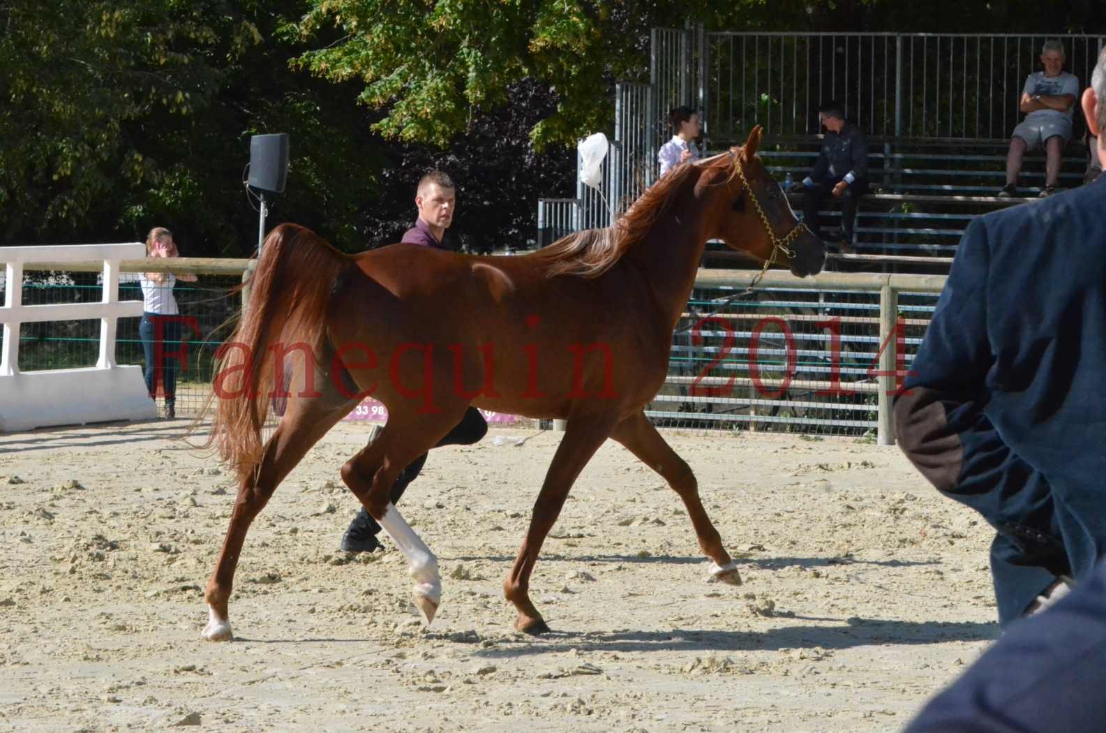 Championnat de FRANCE 2014 - Amateurs - SELECTO IBN SAMAWI - 040