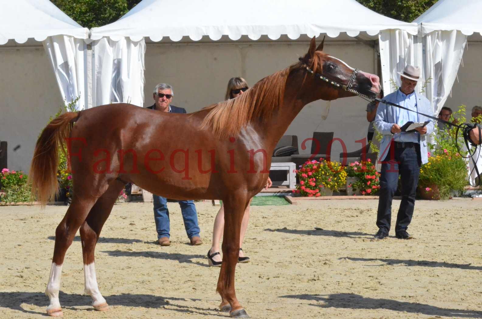 Championnat de FRANCE 2014 - Amateurs - ANTARCTIC DES AUBUS - 39