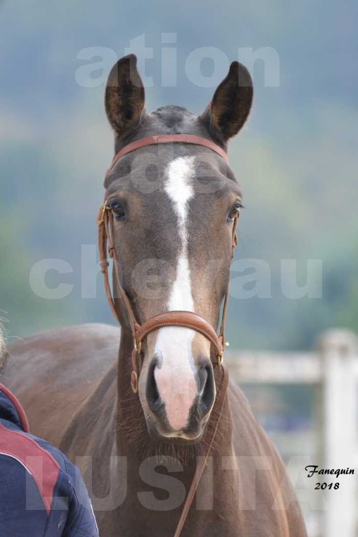 Confirmation de chevaux LUSITANIENS aux Haras d'UZES Novembre 2018 - LOUNA DU CASTEL 