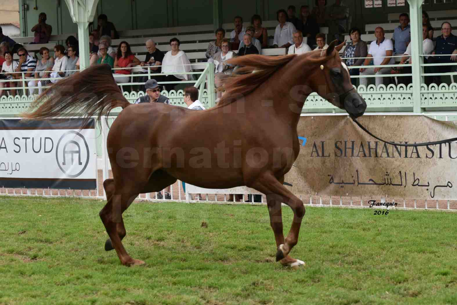 International Arabian Horse Show B de VICHY 2016 - PEARL DE DJOON - Notre Sélection - 02