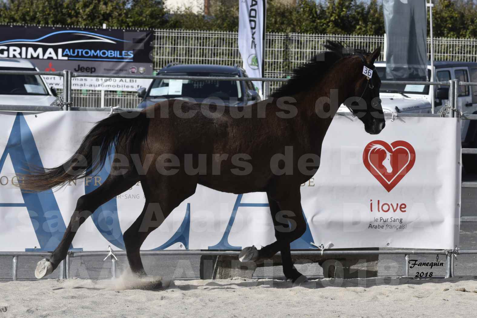 Concours d'élevage de Chevaux Arabes - D. S. A. - A. A. - ALBI les 6 & 7 Avril 2018 - GOUMRI DE L'AIGOUAL - Notre Sélection - 03