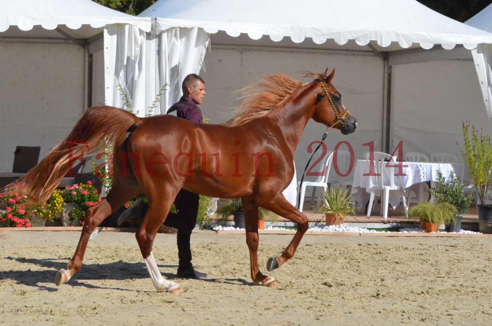 Championnat de FRANCE 2014 - Amateurs - SELECTO IBN SAMAWI - 048