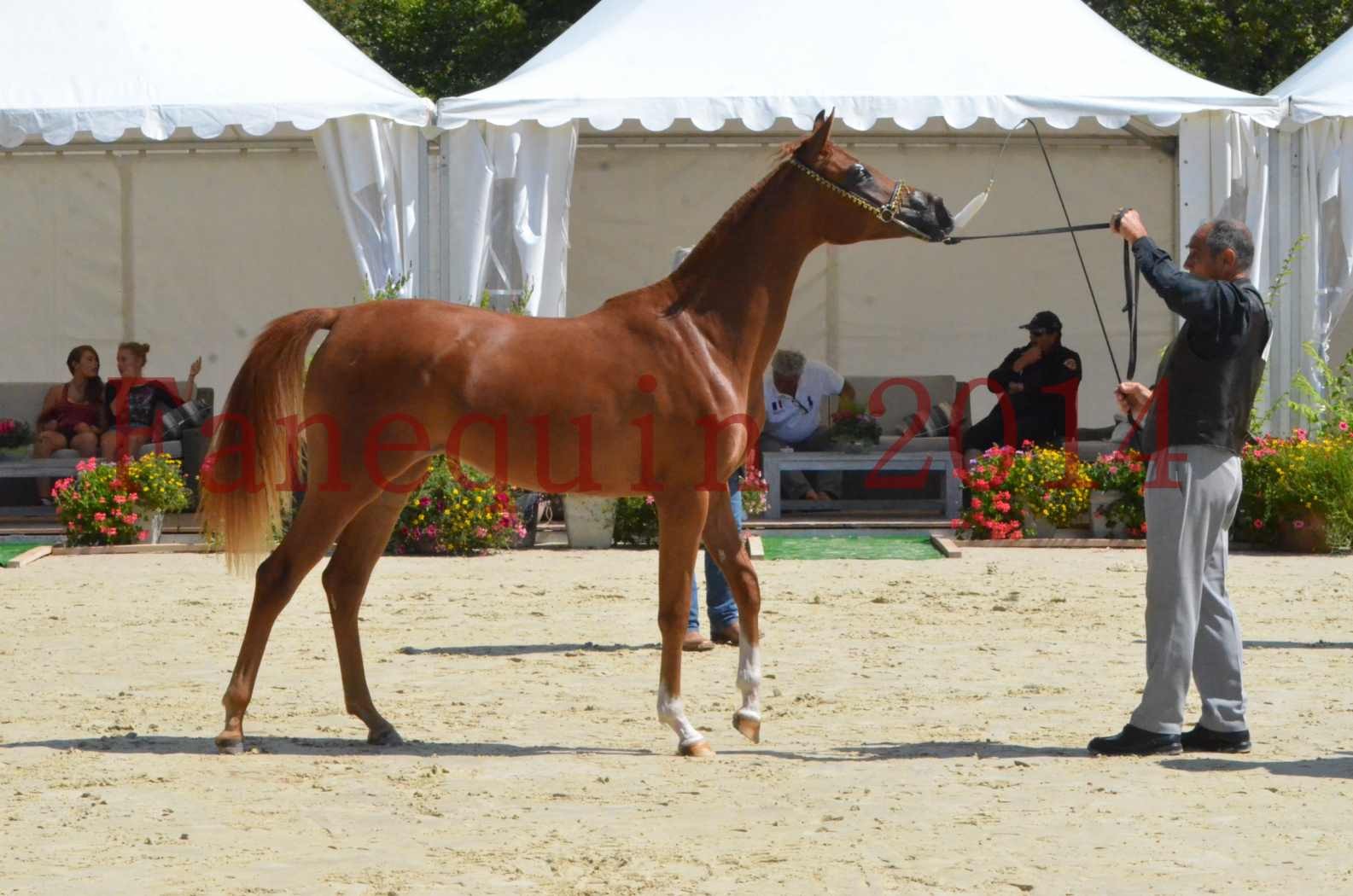 Championnat de FRANCE 2014 - Amateurs - SH CALLAS BINT ARMANI - 47