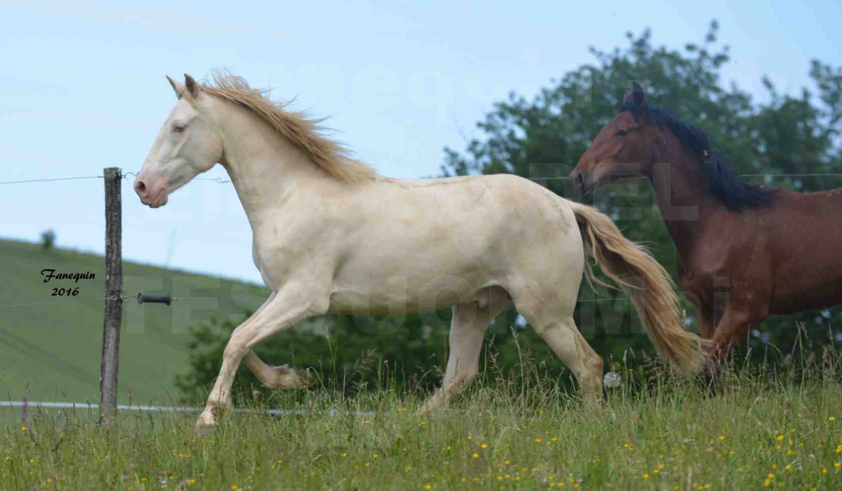 Elevage DEL TESSUOR - DIAMANTE DEL TESSUOR - 4